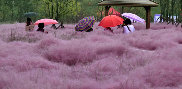 가을을 재촉하는 보슬비가 내린 7일 오후 함안군 대산면 악양생태공원에서 관광객들이 형형색색의 우산을 받쳐든 채 분홍빛 핑크뮬리 사이를 걷고 있다./전강용 기자/