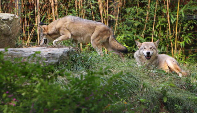생태동물원의 면모를 갖춘 전주동물원의 ‘늑대사’.