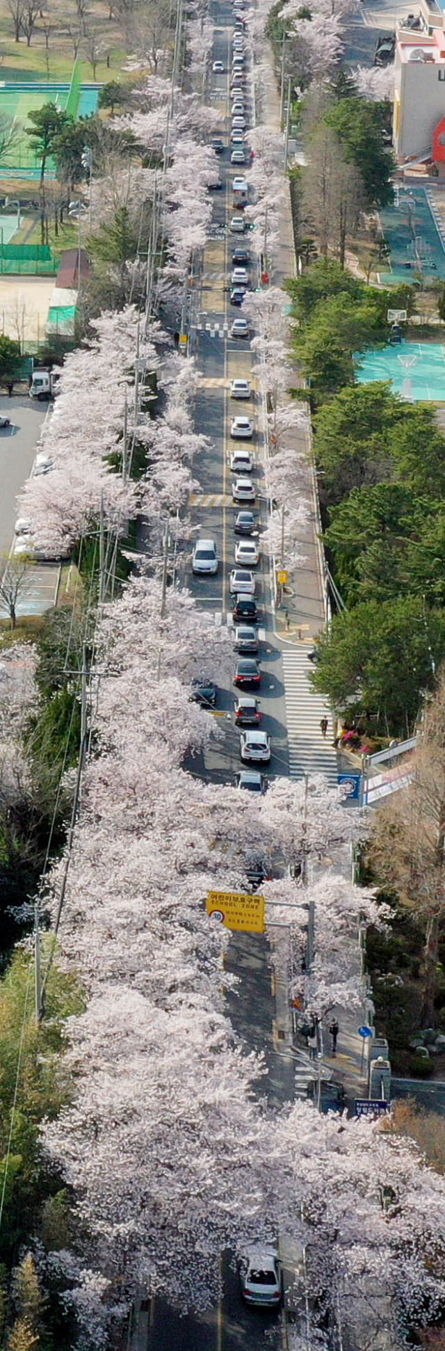 31일 오후 창원시 성산구 내동 교육단지내 벚꽃길이 벚꽃을 즐기려는 차량으로 붐비고 있다./김승권 기자/