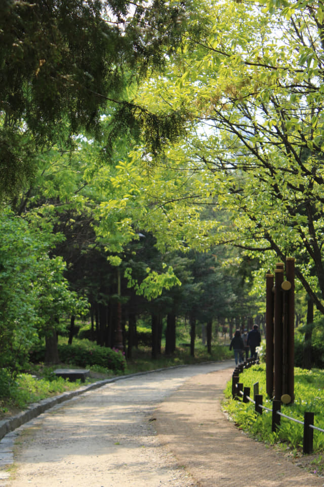 한밭수목원 서원 소나무숲길에서 시민들이 산책을 즐기고 있다.
