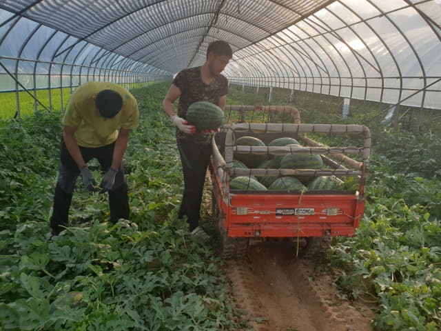 수박 수확이 한창인 양구지역 농민들.