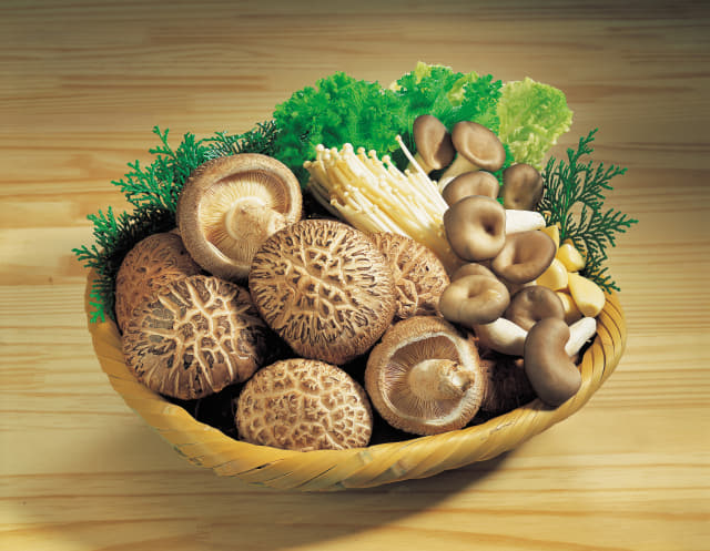 충남 청양군에서 재배되는 표고버섯.