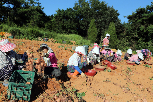 영암 고구마의 맛과 품질은 ‘기후’ ‘토질’ ‘재배 기술’ 삼박자로 이뤄진다. 영산강 유역에 펼쳐진 황토밭에서 농민들이 고구마를 넝쿨째 수확하고 있다./영암군/