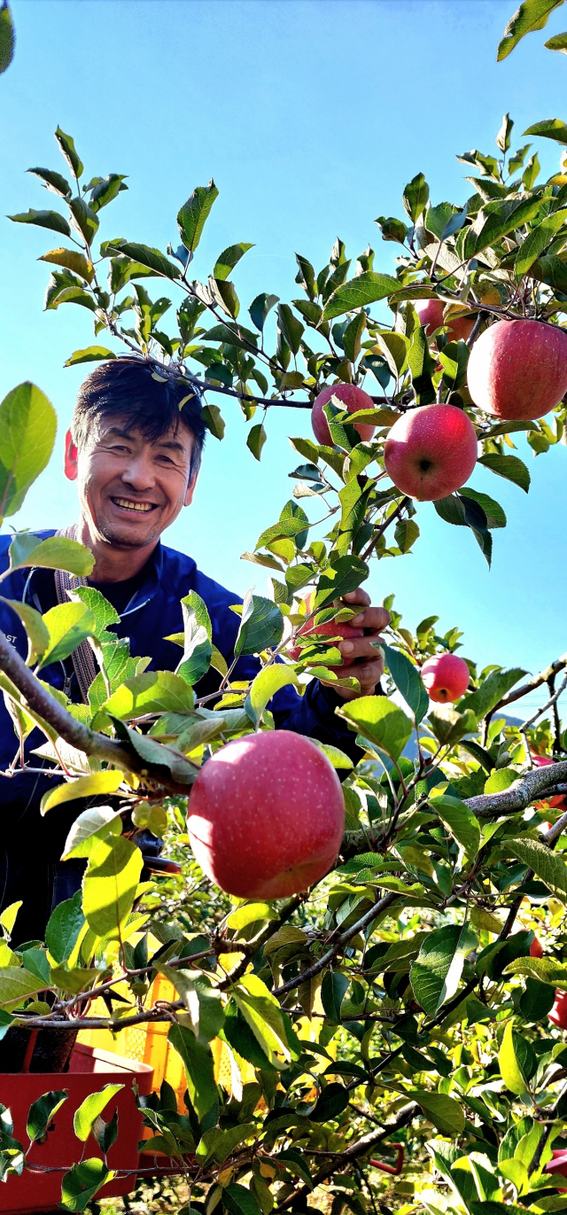 포천시 창수면 운산리에서 사과 농장을 운영하는 김민건 대표가 잘 익은 사과를 들여 보이고 있다. 포천시 창수면은 사과 농장이 몰리며 새로운 사과 산지로 떠오르고 있다./경인일보/