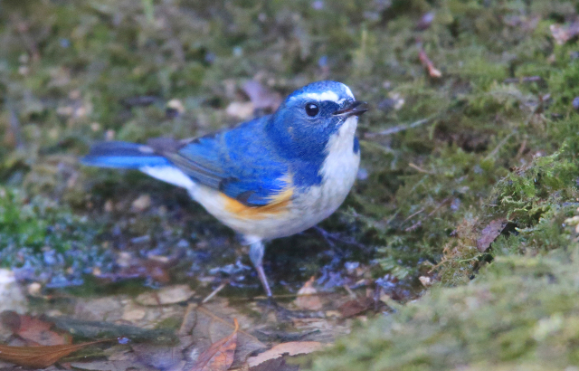 유리딱새 수컷과 암컷. 수컷은 등이 화려한 파란색, 암컷은 옅은 황갈색을 띤다.