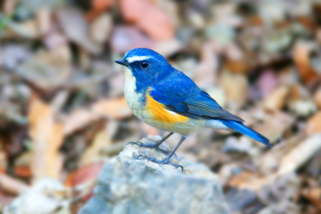 창원시 동읍에 소재한 작은 절집 우곡사 계곡 옹달샘에 날아든 유리딱새 수컷과 암컷. 수컷은 등이 화려한 파란색, 암컷은 옅은 황갈색을 띤다.