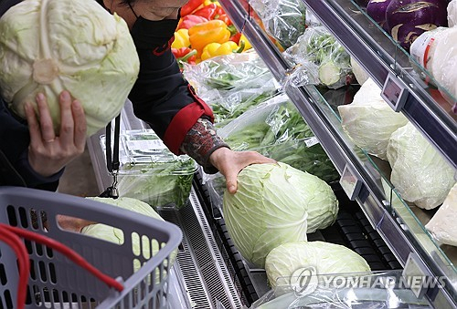 일조량 감소에 양배추 가격 올라[연합뉴스 자료 사진]
